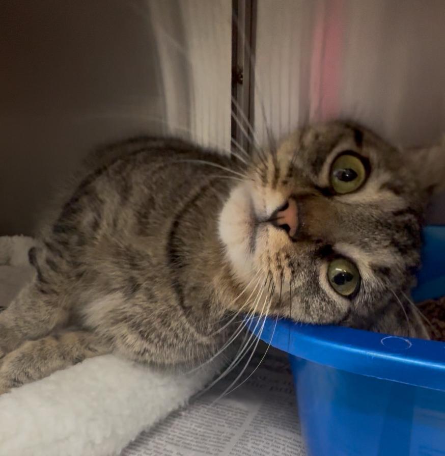 Ivy, a Adoptable mixed breed in North Kingstown, RI image 3/6