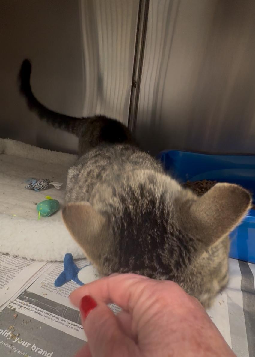 Ivy, a Adoptable mixed breed in North Kingstown, RI image 4/6