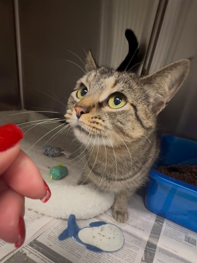 Ivy, a Adoptable mixed breed in North Kingstown, RI image 5/6