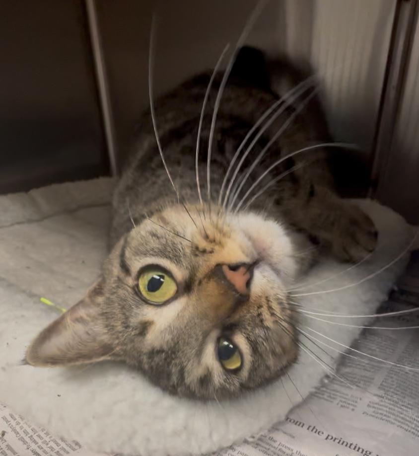 Ivy, a Adoptable mixed breed in North Kingstown, RI image 1/6