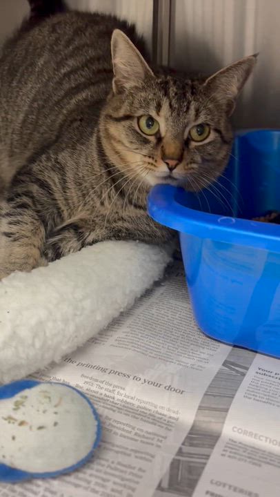 Enlarge Ivy, a Adoptable mixed breed in North Kingstown, RI video 6/6