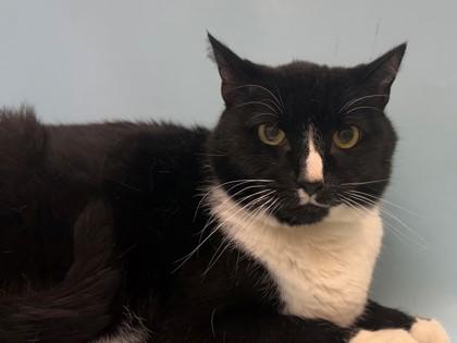 Enlarge Oreo, a Adoptable mixed breed in Woodbury, MN image 3/3