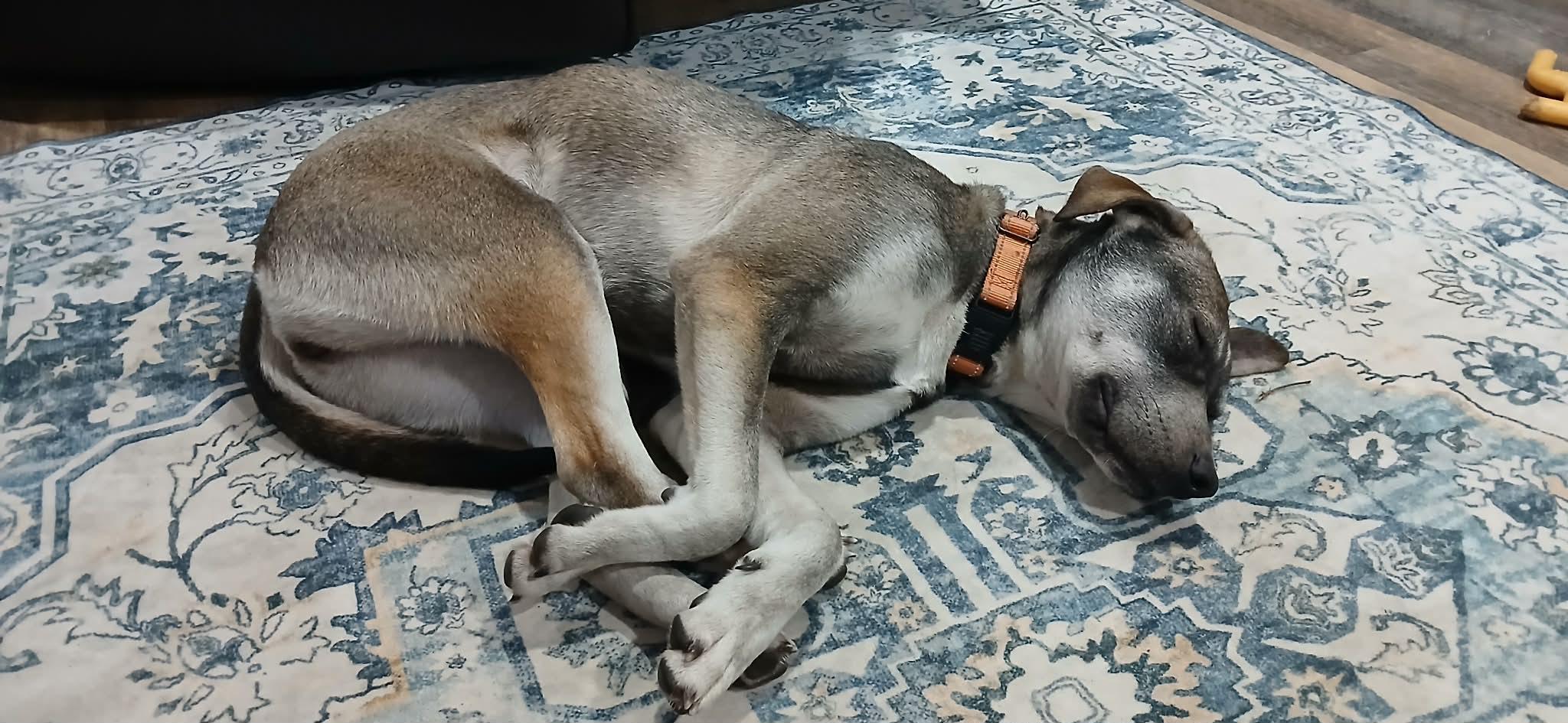 Enlarge Memphis , an adopted mixed breed in Southington, CT image 3/6