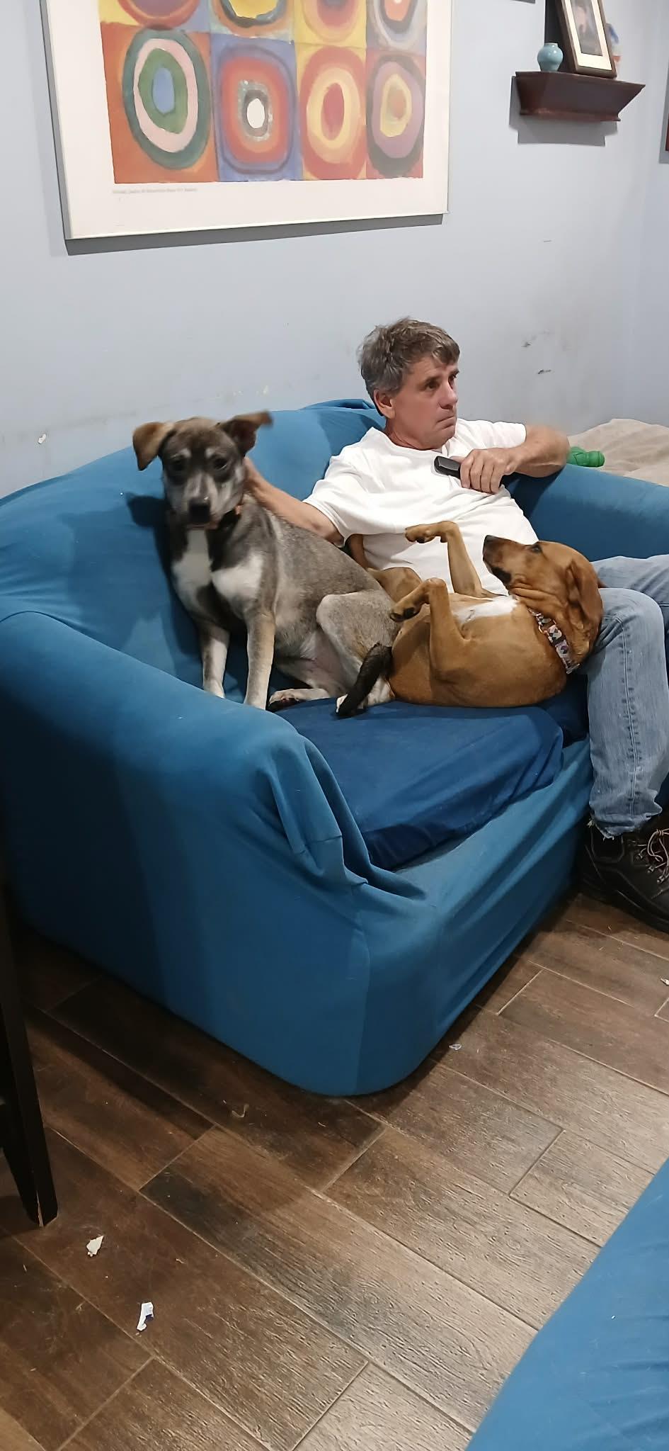 Enlarge Memphis , an adopted mixed breed in Southington, CT image 5/6