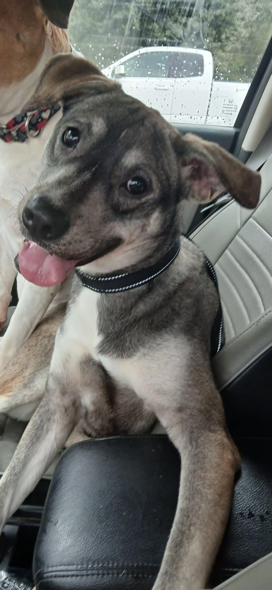 Enlarge Memphis , an adopted mixed breed in Southington, CT image 4/6