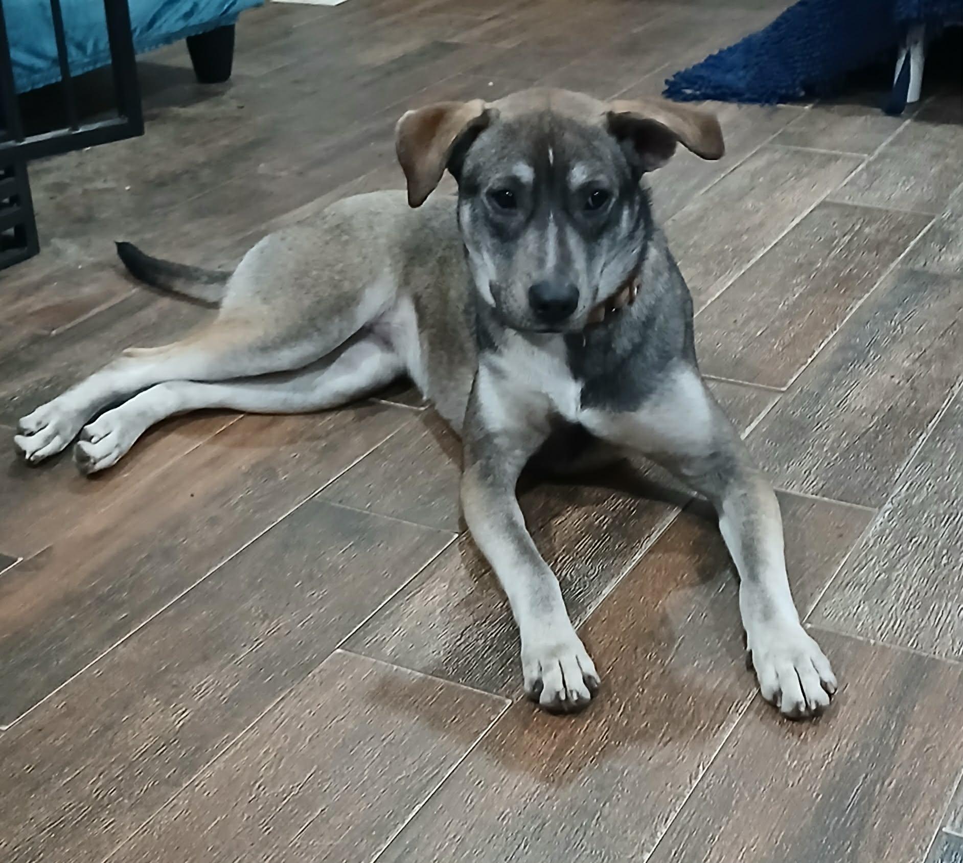 Enlarge Memphis , an adopted mixed breed in Southington, CT image 1/6