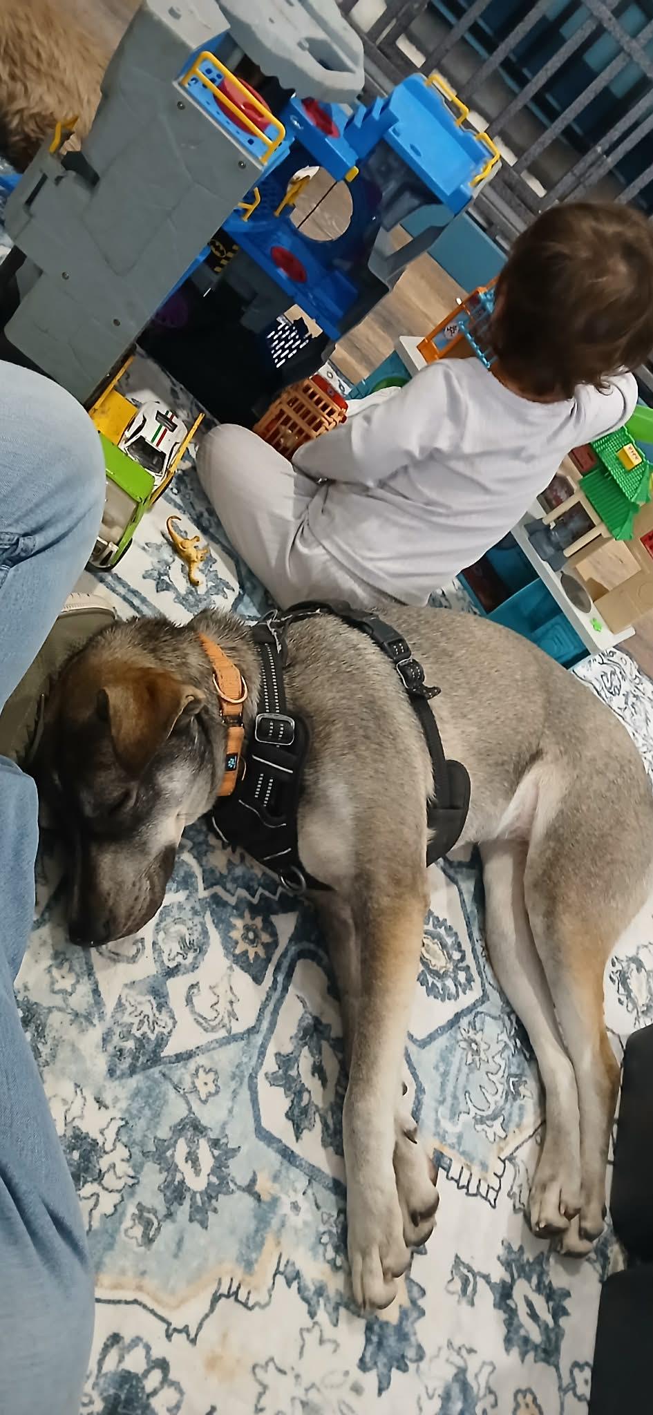 Enlarge Memphis , an adopted mixed breed in Southington, CT image 2/6