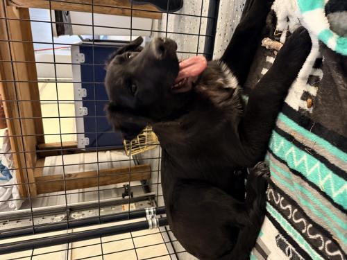 Reed, Adoptable, Young Male German Shepherd Dog.