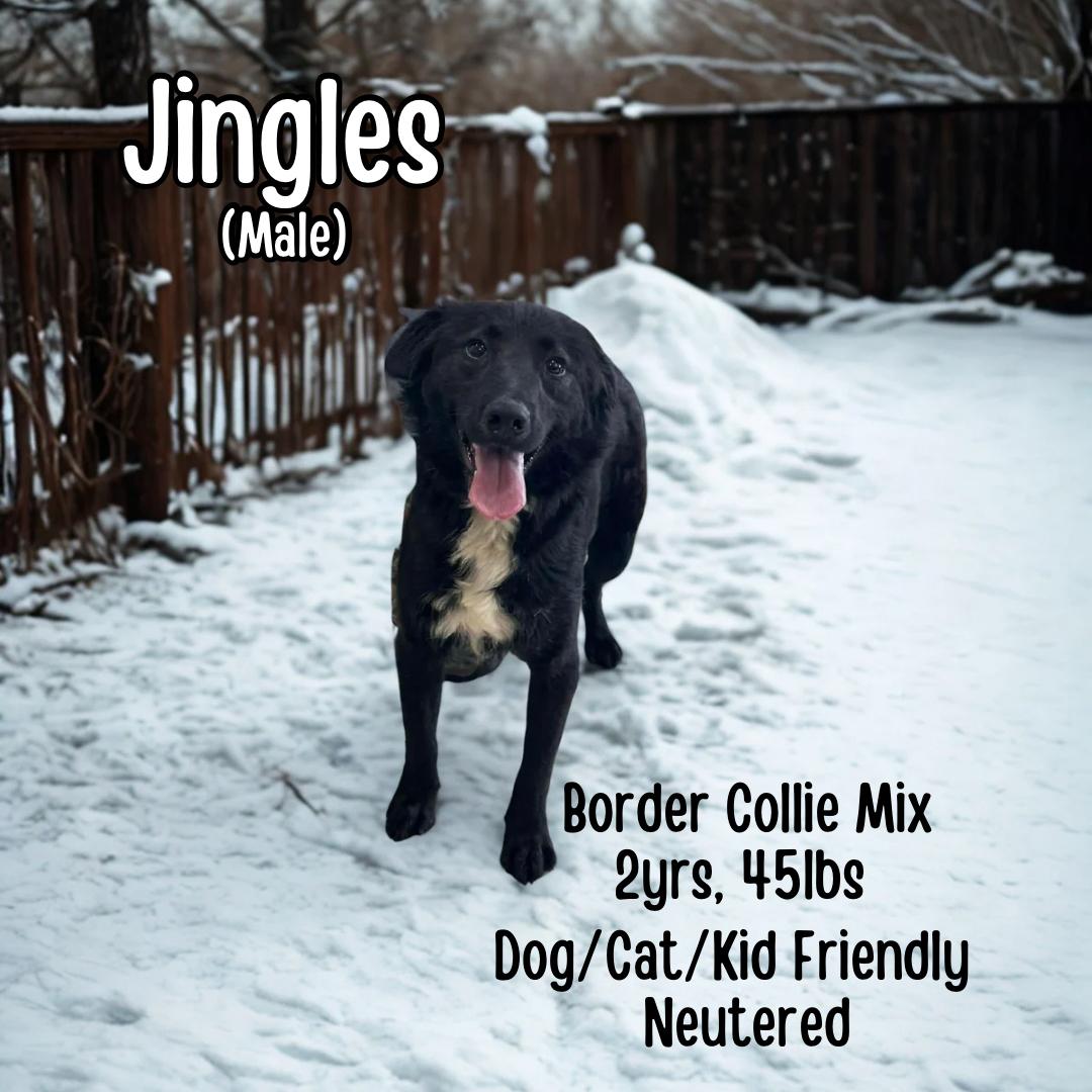 Jingles, ADOPTABLE, Adult Male Border Collie.