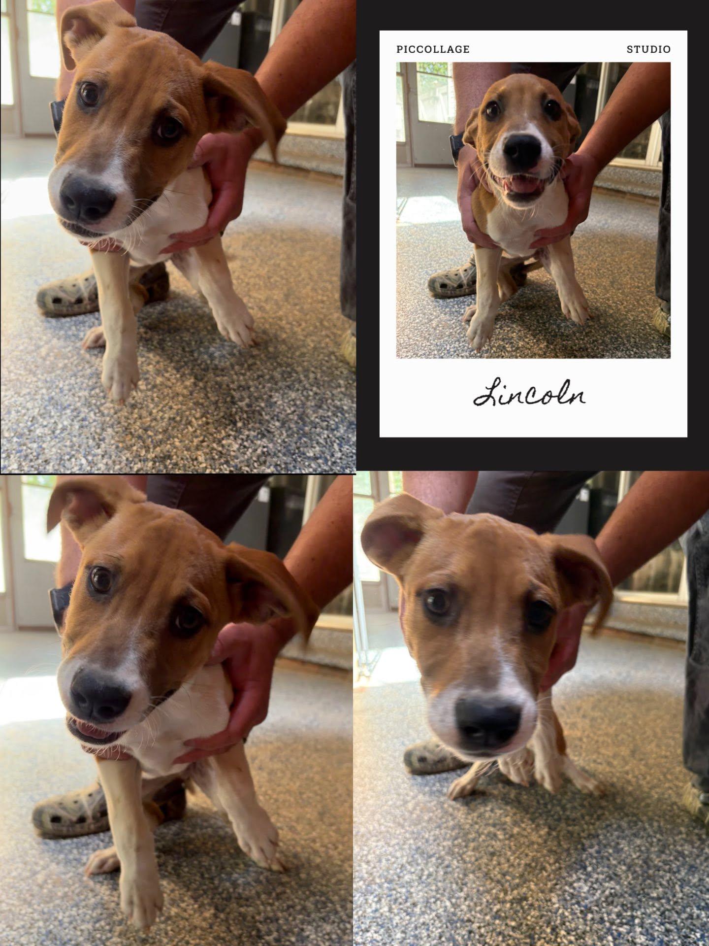 Enlarge Linclon, a ADOPTABLE mixed breed in Waldwick, NJ image 1/1