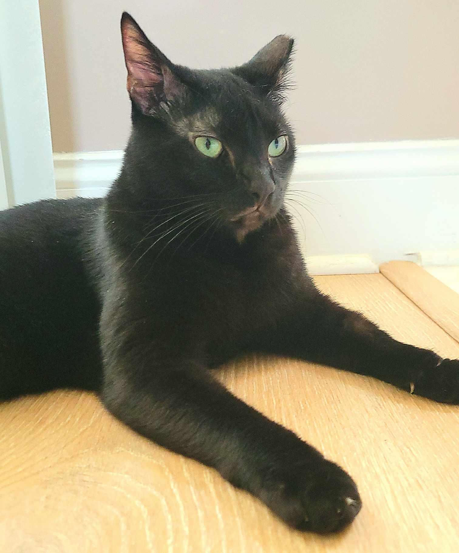 Shadow, a Adoptable Domestic Short Hair in Little River, SC image 2/4