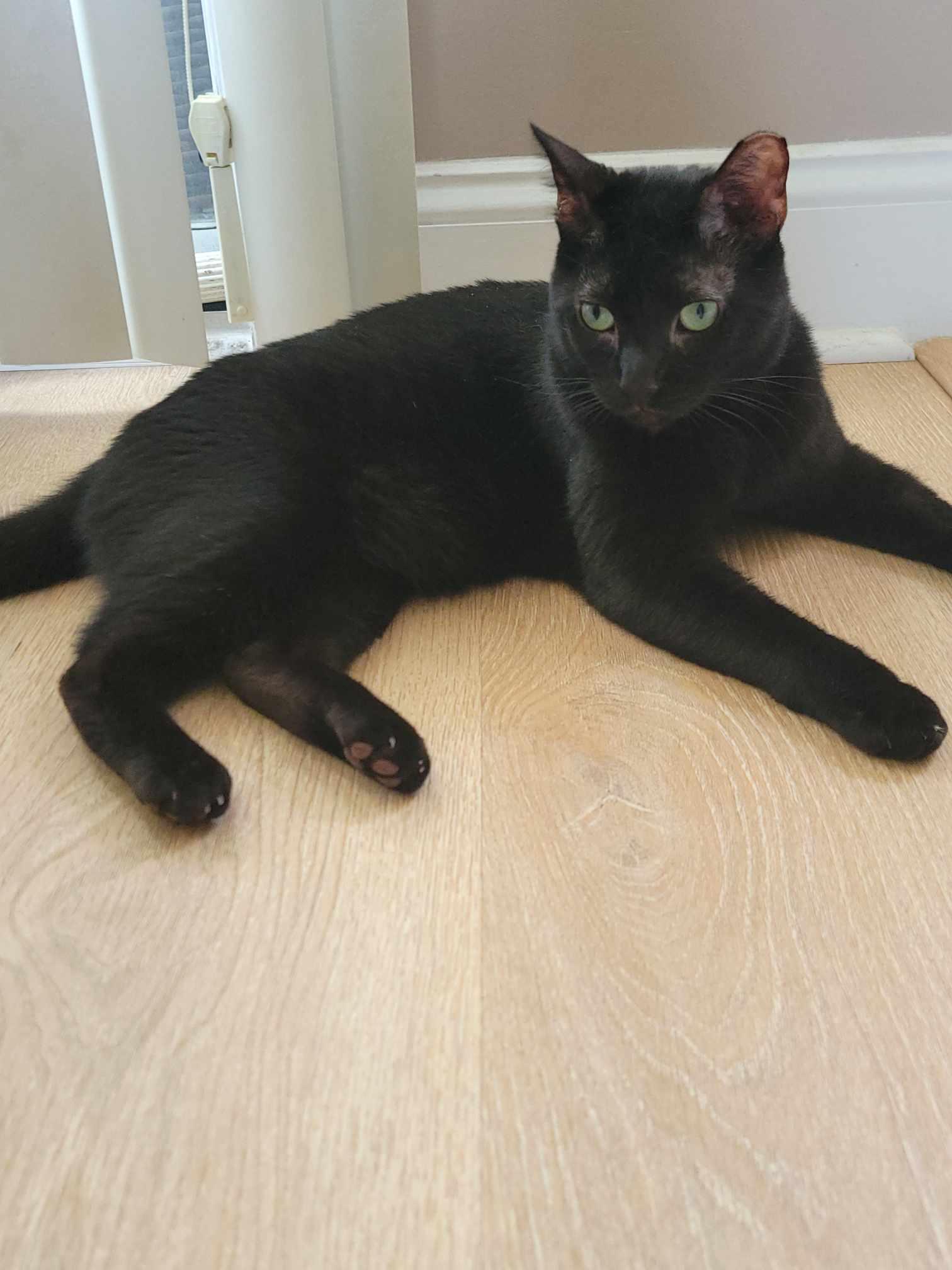 Shadow, a Adoptable Domestic Short Hair in Little River, SC image 3/4