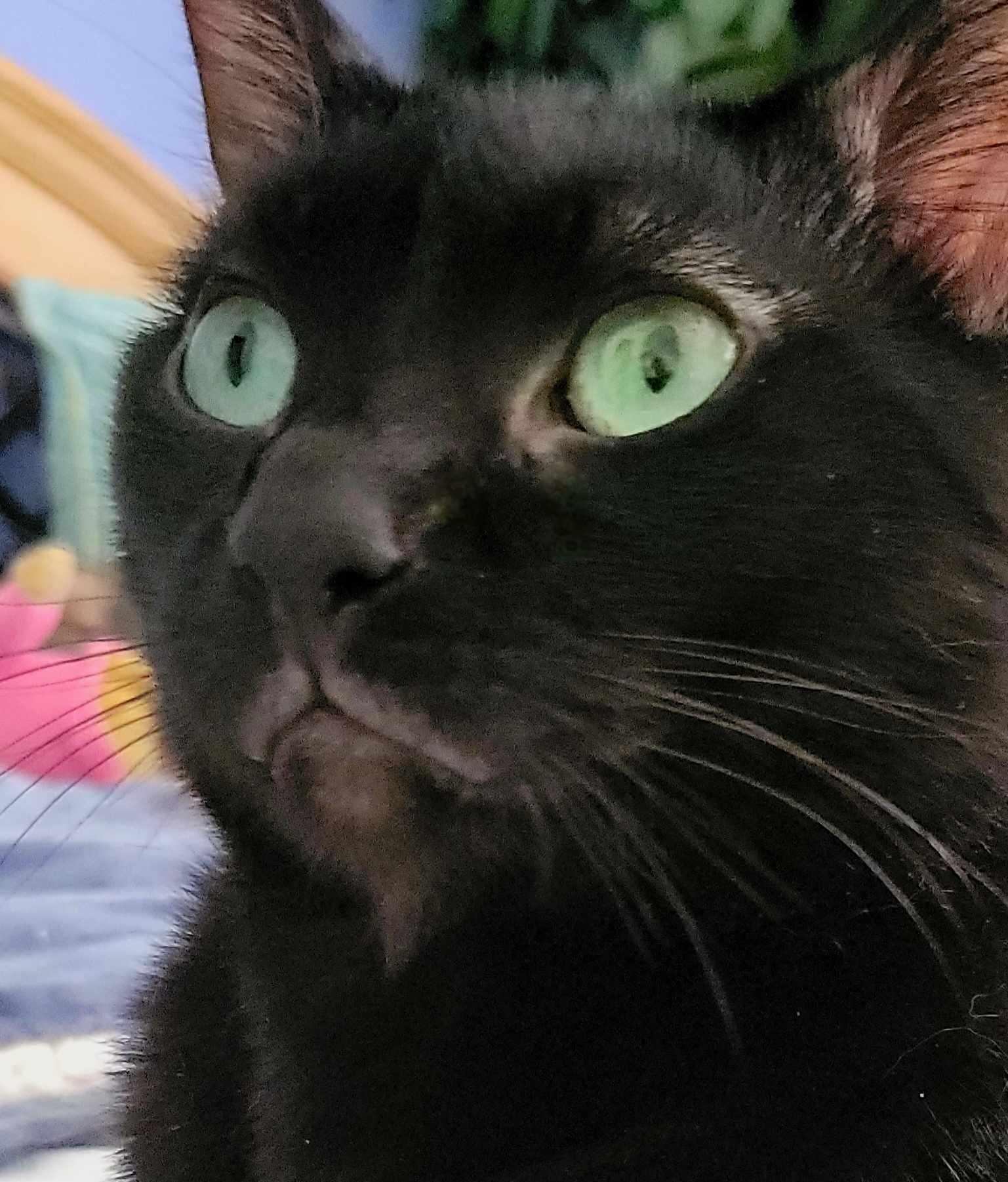 Shadow, a Adoptable Domestic Short Hair in Little River, SC image 4/4