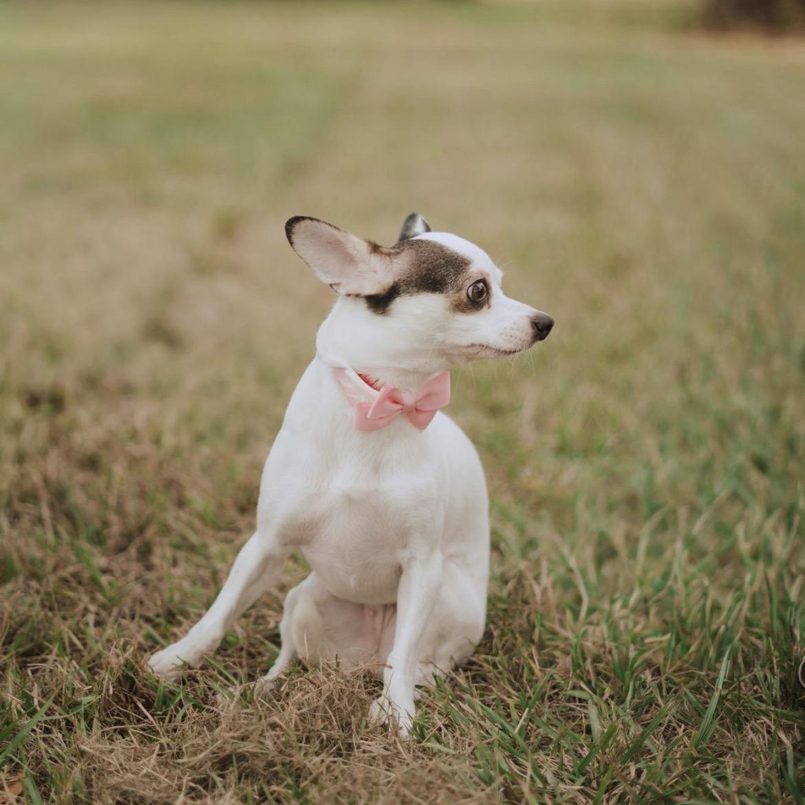 Enlarge Panda, a Adoptable mixed breed in greenville , MI image 3/3