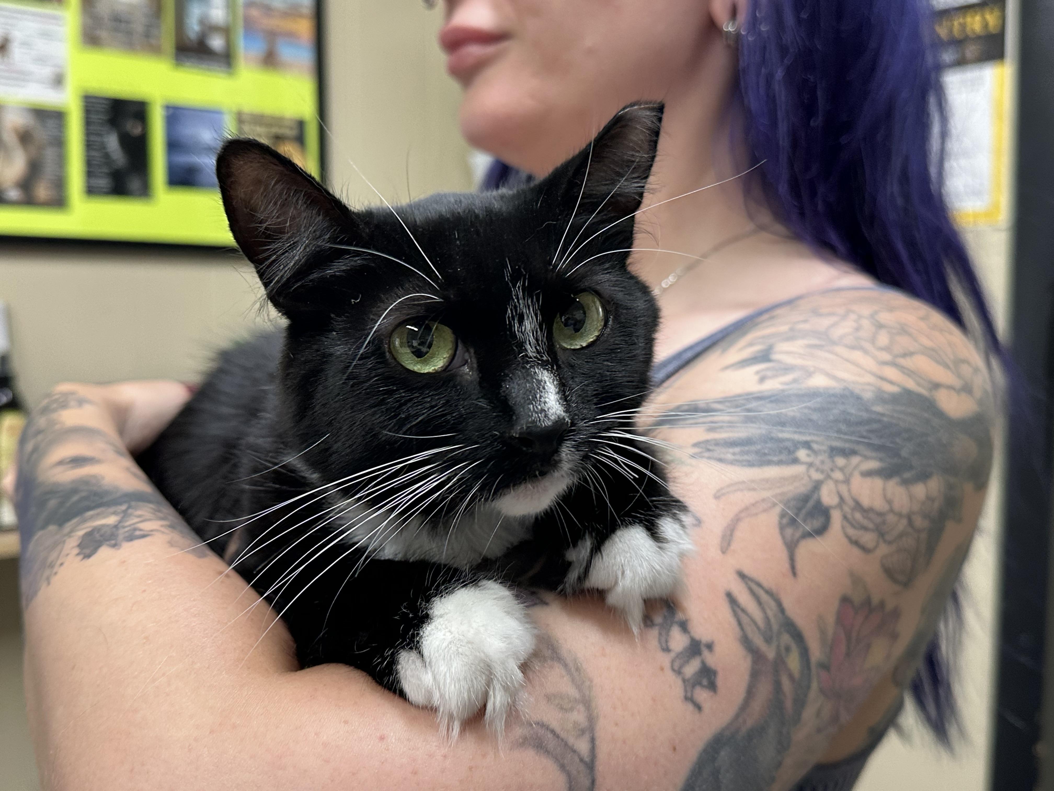 Roz FIV+, an adopted Domestic Medium Hair in Clifton, NJ image 3/6