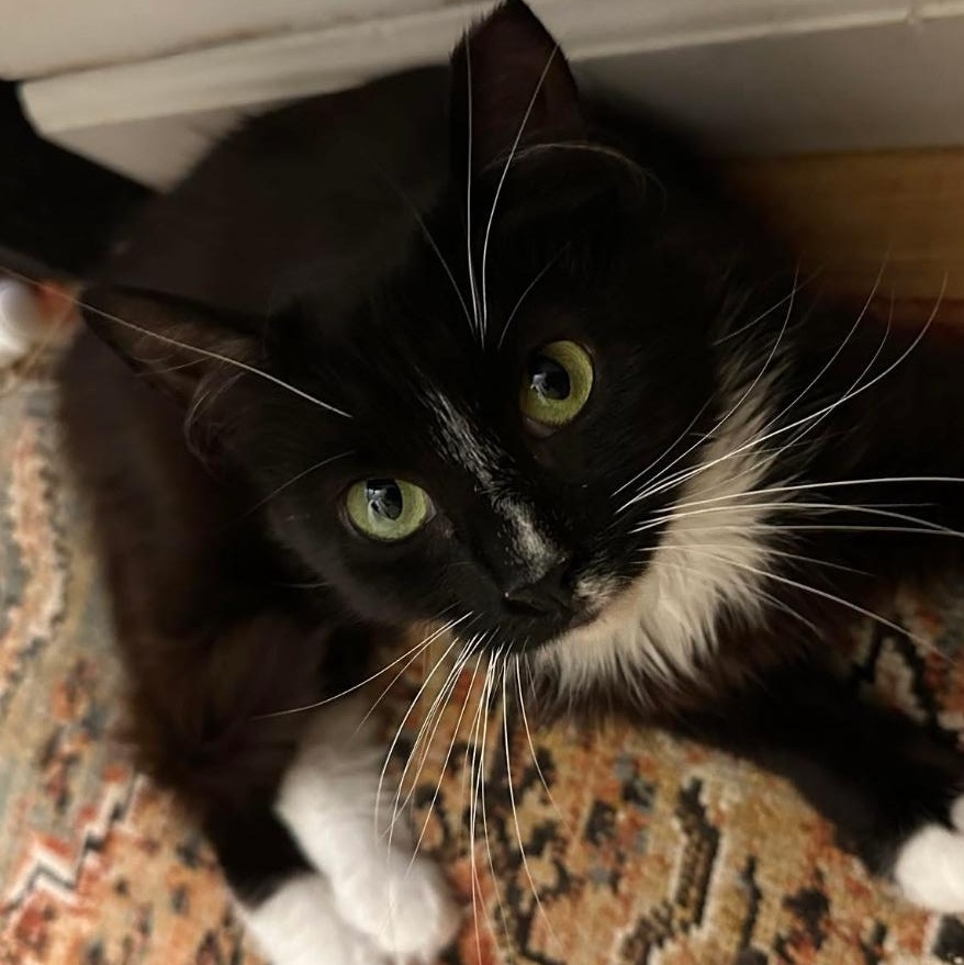 Roz FIV+, an adopted Domestic Medium Hair in Clifton, NJ image 4/6