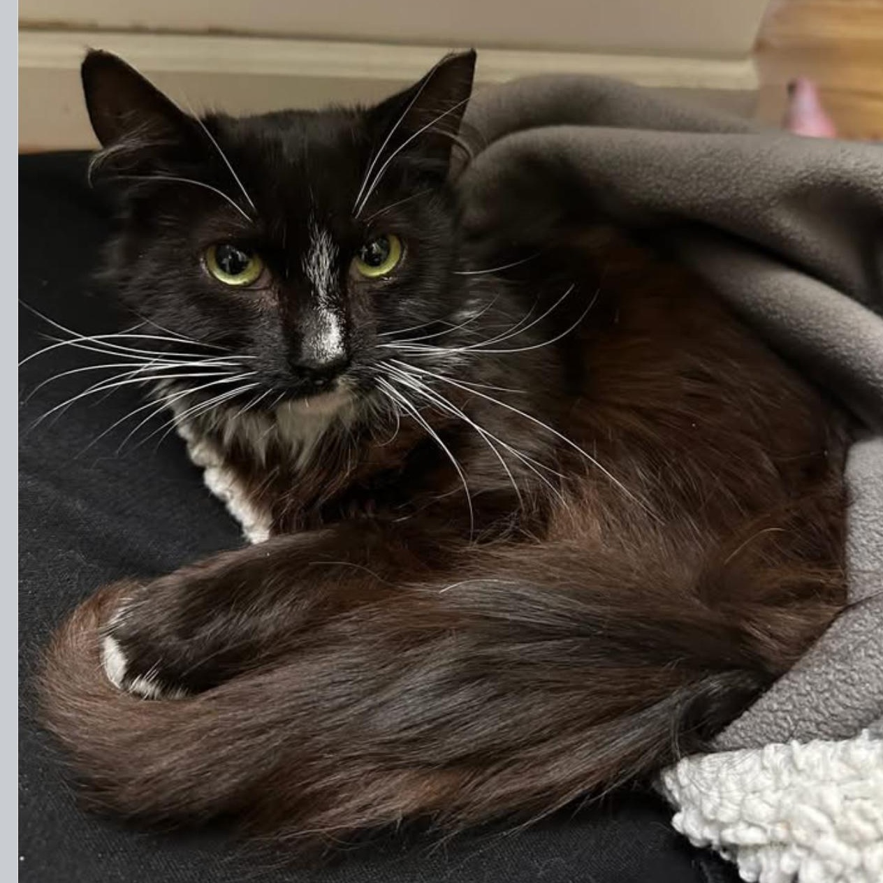 Roz FIV+, an adopted Domestic Medium Hair in Clifton, NJ image 5/6