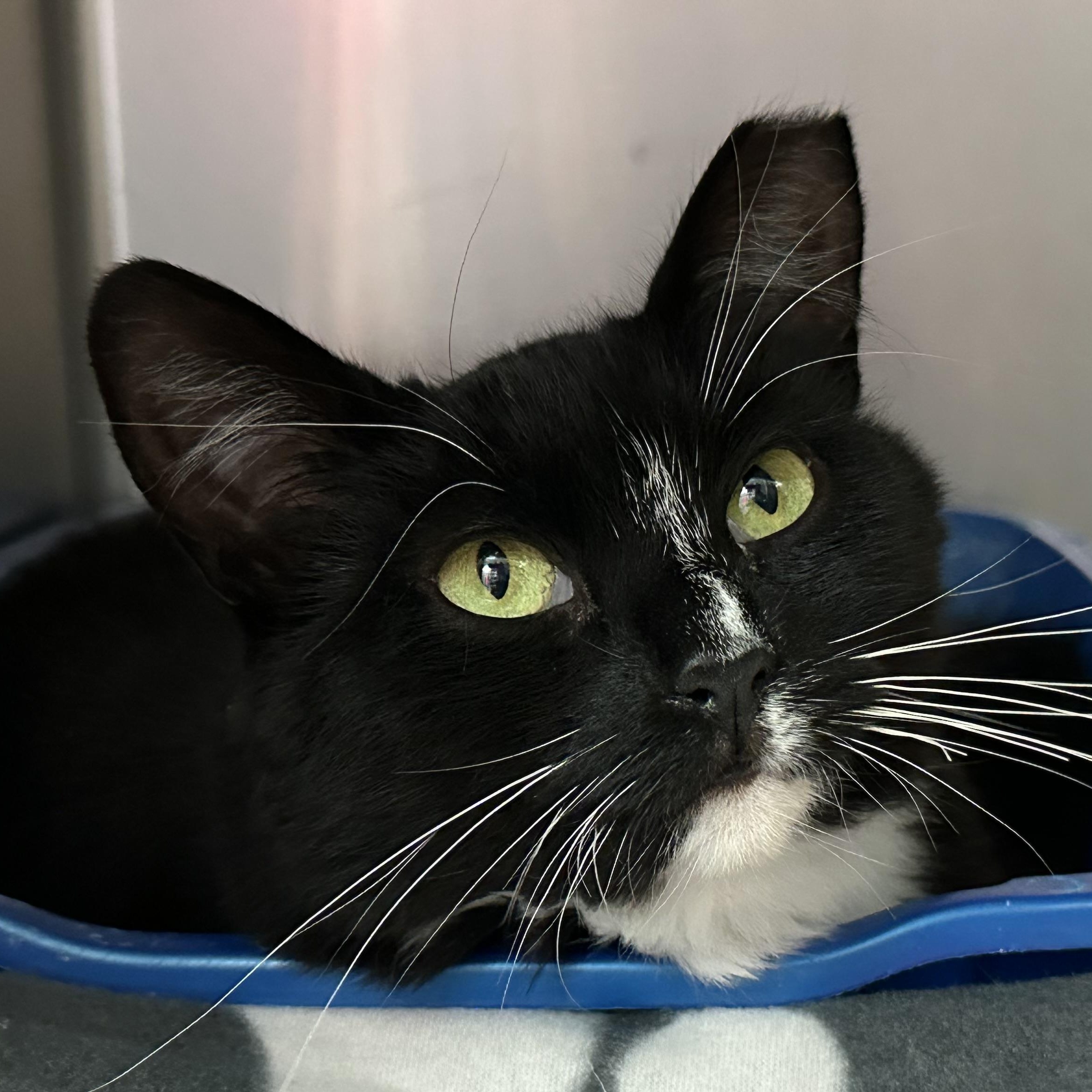 Roz  FIV+, Adoptable, Young Female Domestic Medium Hair.