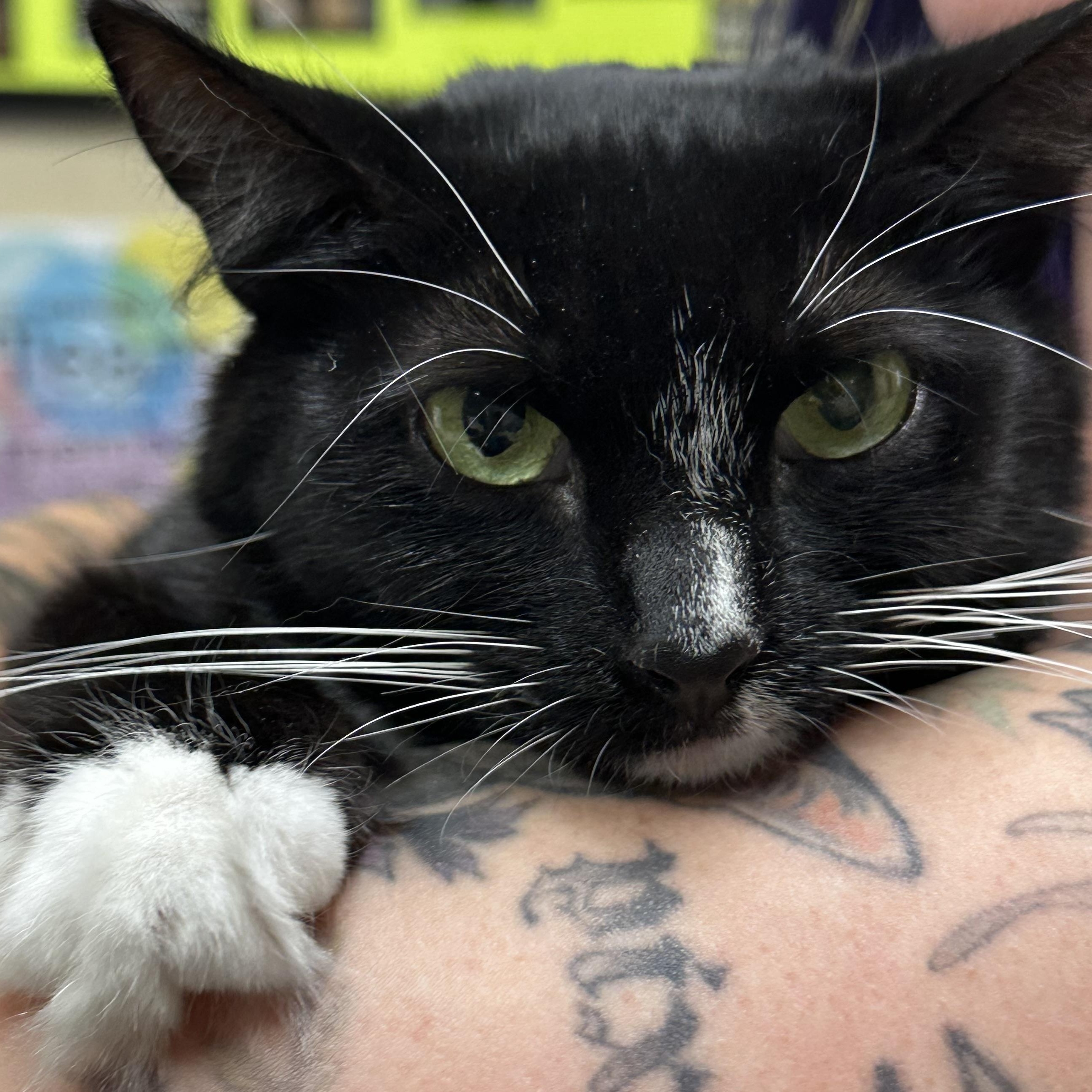 Roz FIV+, an adopted Domestic Medium Hair in Clifton, NJ image 6/6