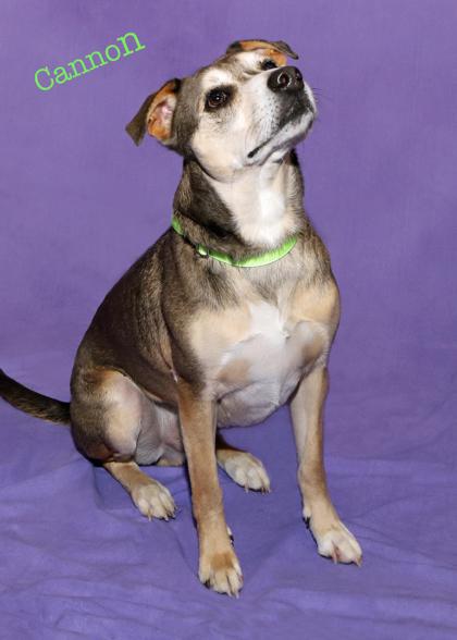Cannon, Adoptable, Adult Male Catahoula Leopard Dog & Siberian Husky.