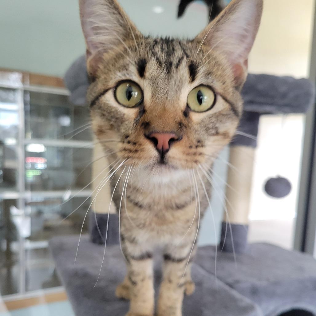 Lobo, Adoptable, Young Male Domestic Short Hair.