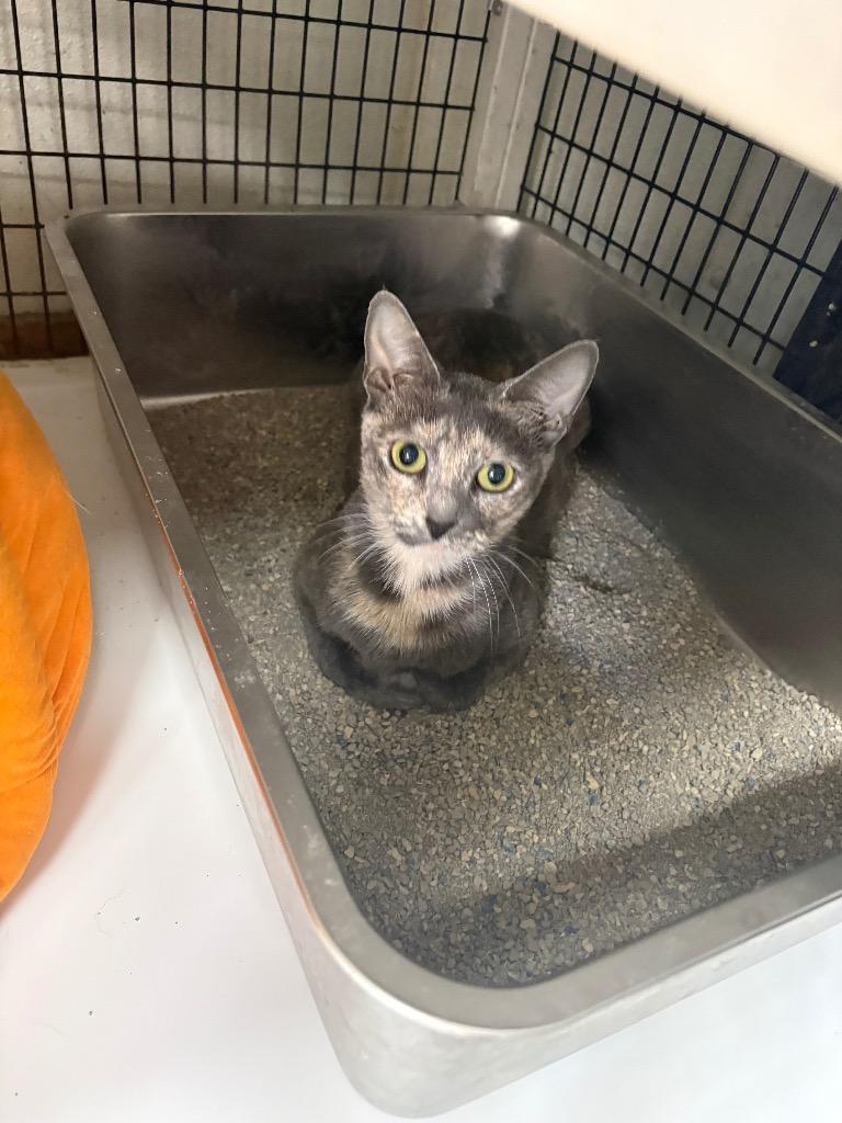 Lavender, Adoptable, Young Female Domestic Short Hair.