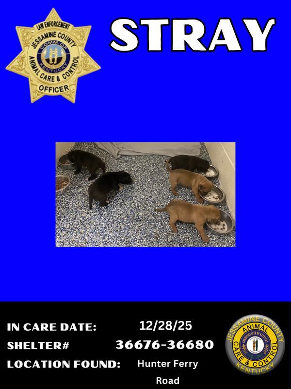 Chevy, Adoptable, Puppy Male Pit Bull Terrier.