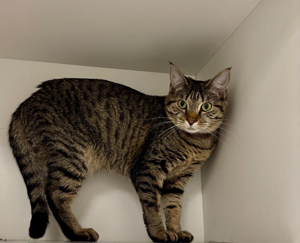 Party, ADOPTABLE, Young Female Tabby.