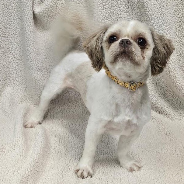 Simon, an adopted Shih Tzu in Waterloo, IA image 4/6