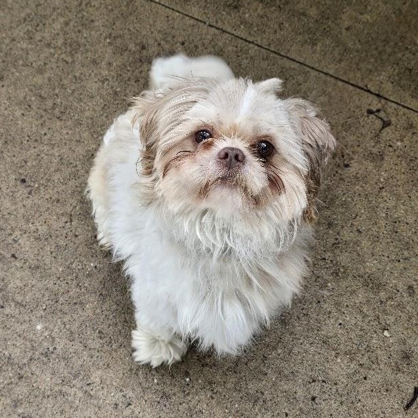 Simon, an adopted Shih Tzu in Waterloo, IA image 2/6