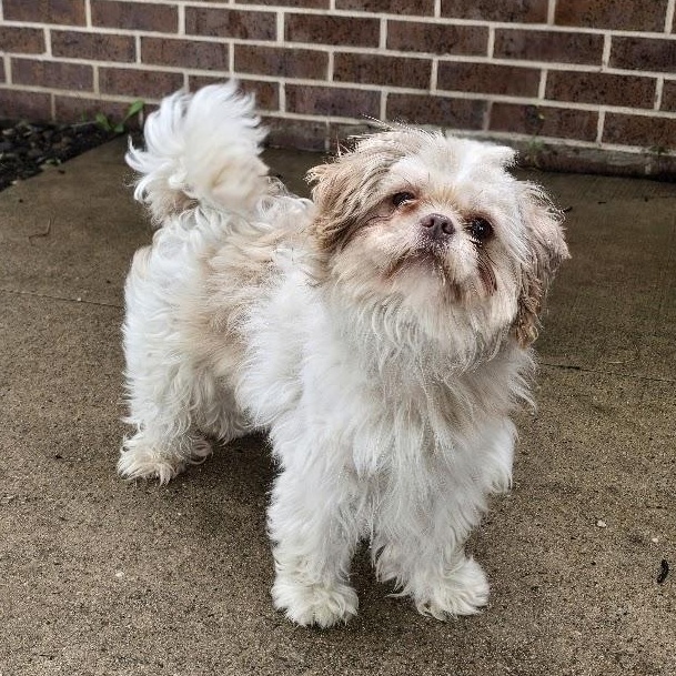 Simon, an adopted Shih Tzu in Waterloo, IA image 3/6