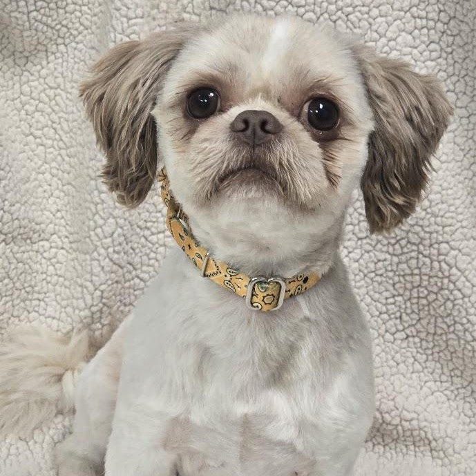 Simon, an adopted Shih Tzu in Waterloo, IA image 1/6