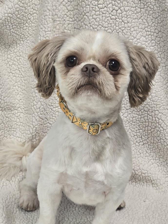 Simon, an adopted Shih Tzu in Waterloo, IA image 5/6