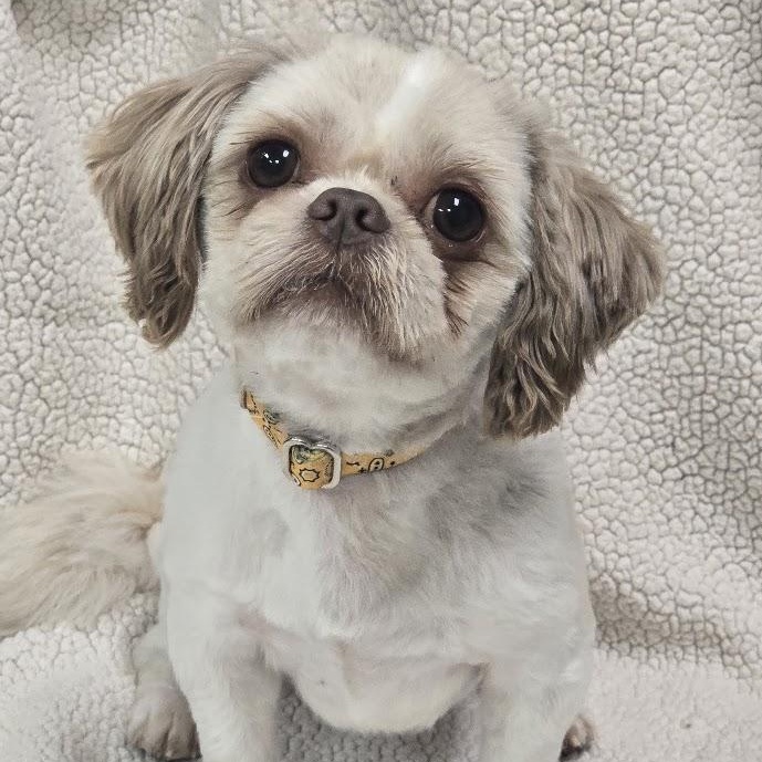 Simon, an adopted Shih Tzu in Waterloo, IA image 6/6