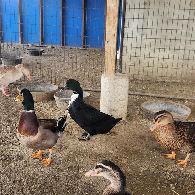 ARIZONA, Adoptable, Young Female Duck.