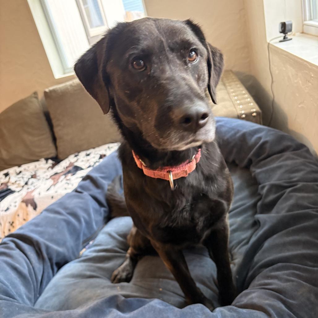 Enlarge Duchess, a Adoptable Mixed Breed in Alabaster, AL image 3/6