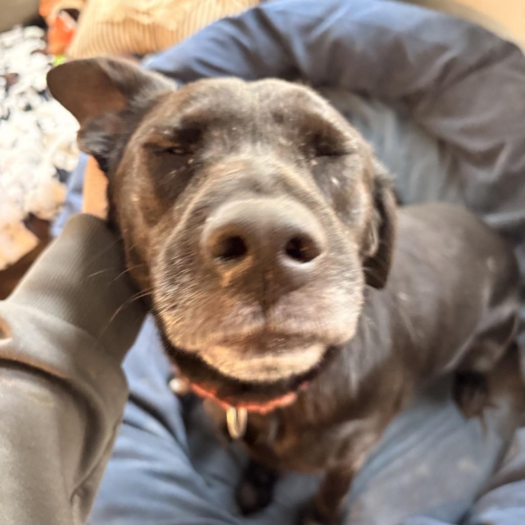 Enlarge Duchess, a Adoptable Mixed Breed in Alabaster, AL image 6/6