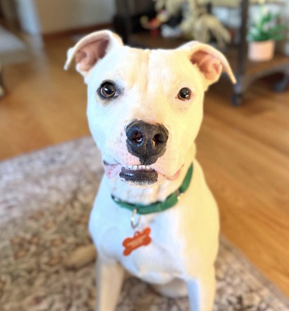 Rowan, Adoptable, Young Male Pit Bull Terrier.