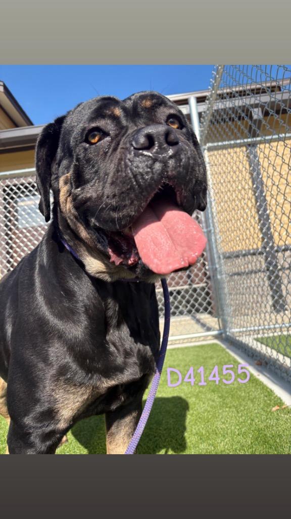 Nairobi, a Adoptable Cane Corso in Clarksville, TN image 1/2
