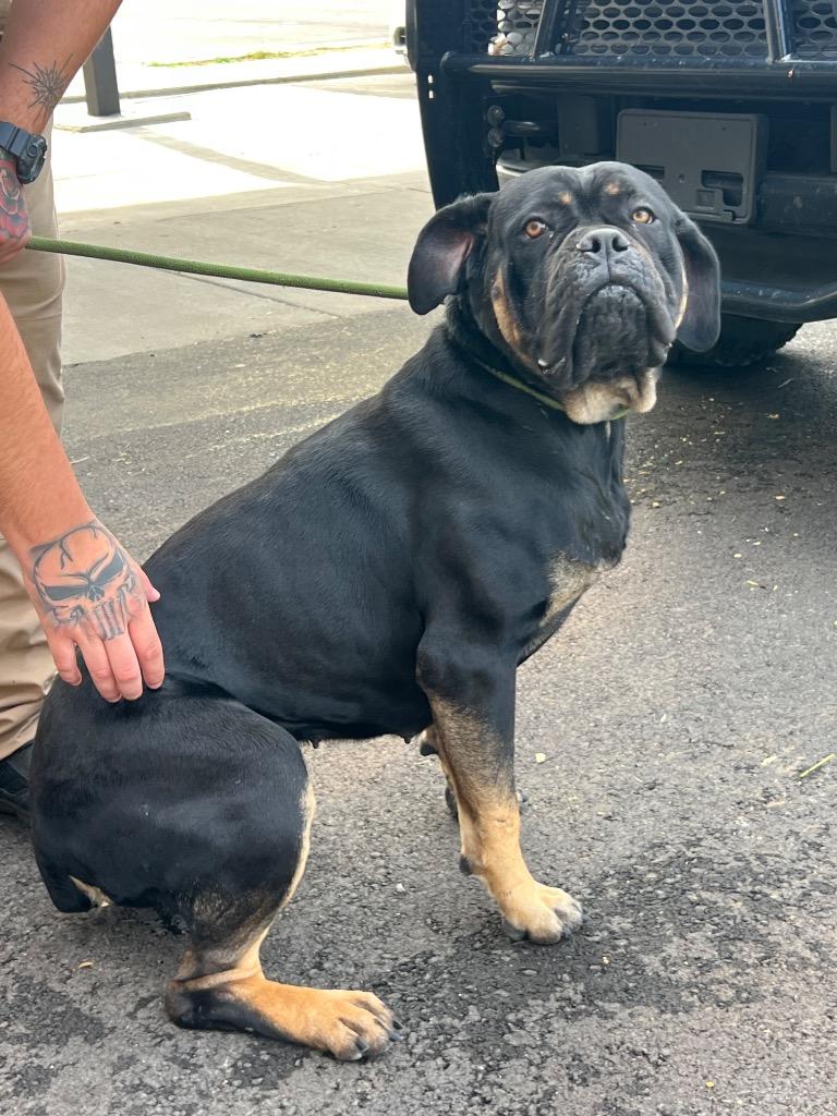Nairobi, a Adoptable Cane Corso in Clarksville, TN image 2/2
