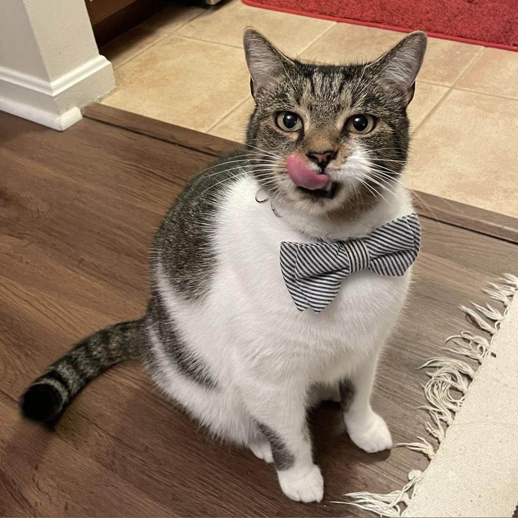 Leo (aka Beefy), a Adoptable Domestic Short Hair in Falls Church, VA image 1/6