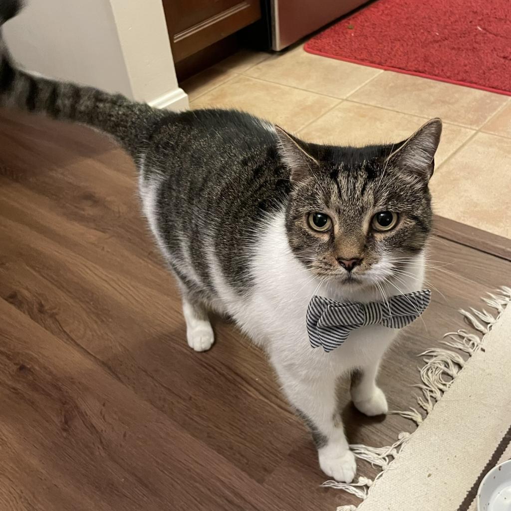 Leo (aka Beefy), a Adoptable Domestic Short Hair in Falls Church, VA image 4/6