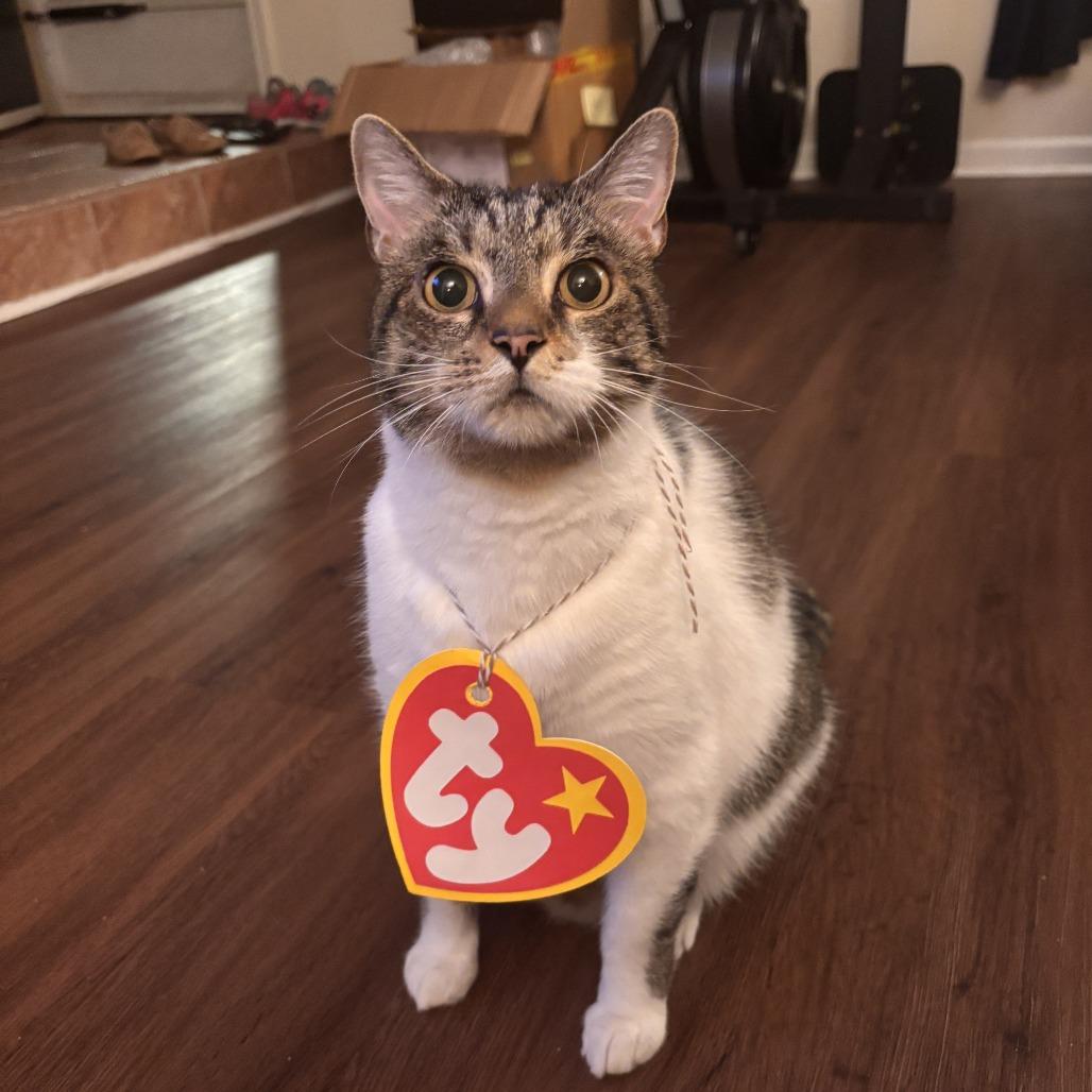 Leo (aka Beefy), a Adoptable Domestic Short Hair in Falls Church, VA image 5/6