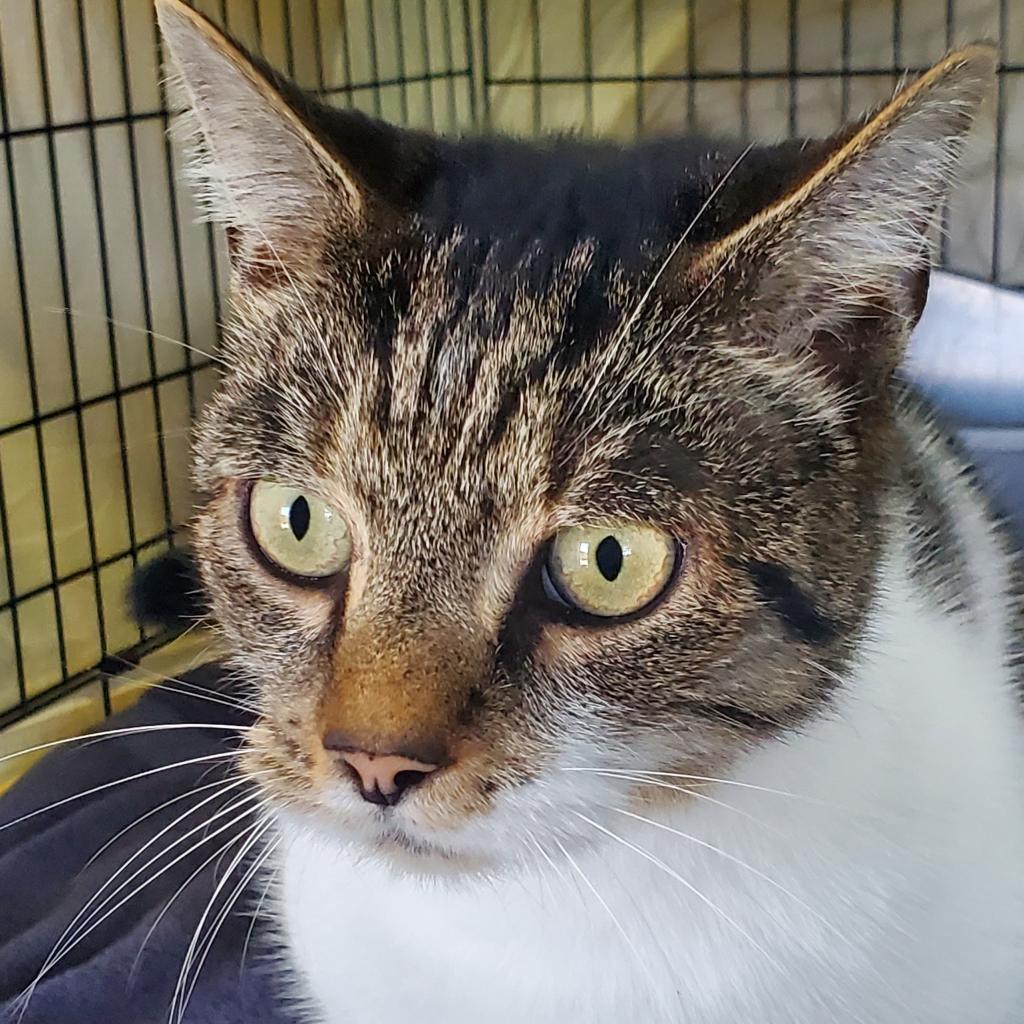 Leo (aka Beefy), a Adoptable Domestic Short Hair in Falls Church, VA image 6/6