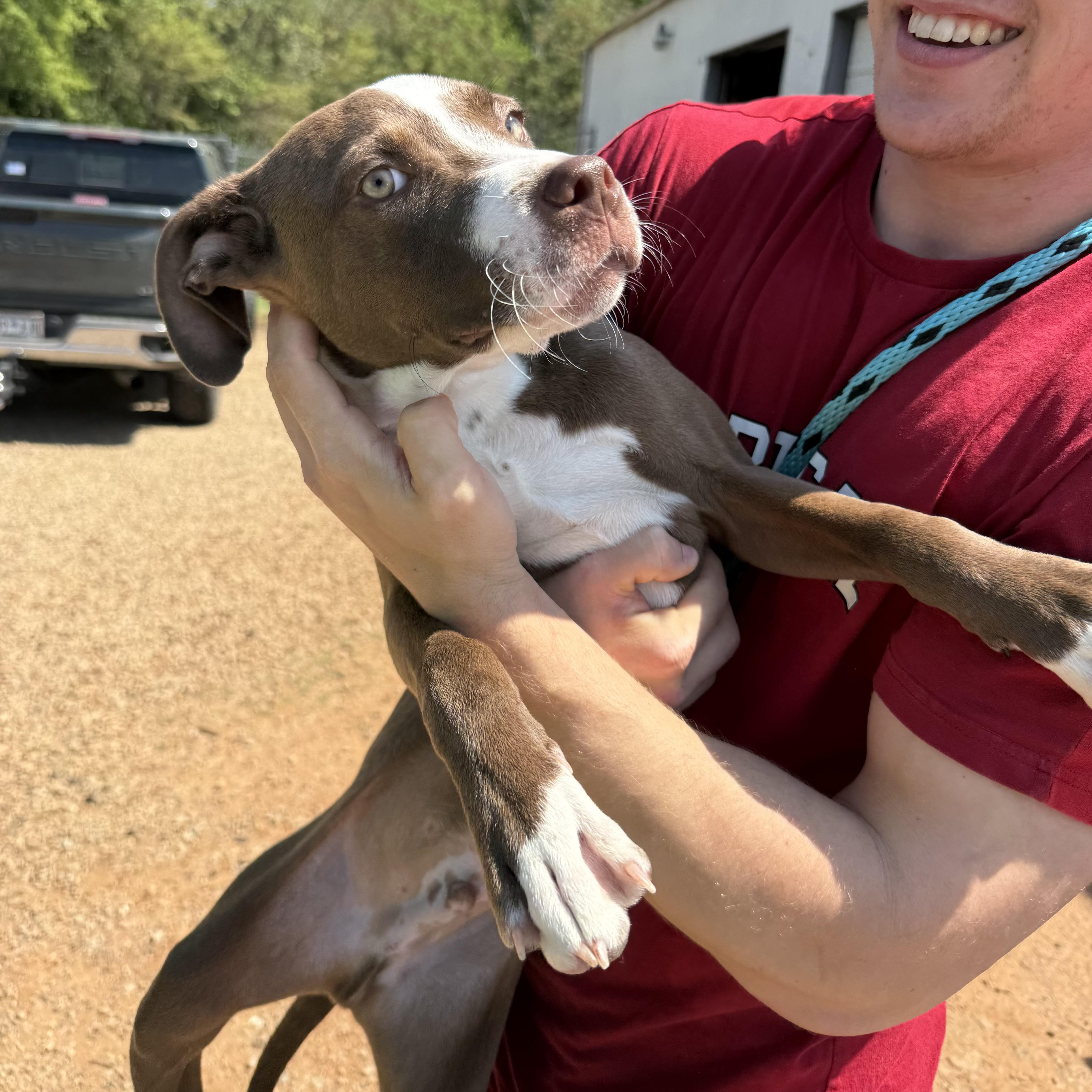 Enlarge Jimmy, a Adoptable mixed breed in Columbia, SC image 6/6