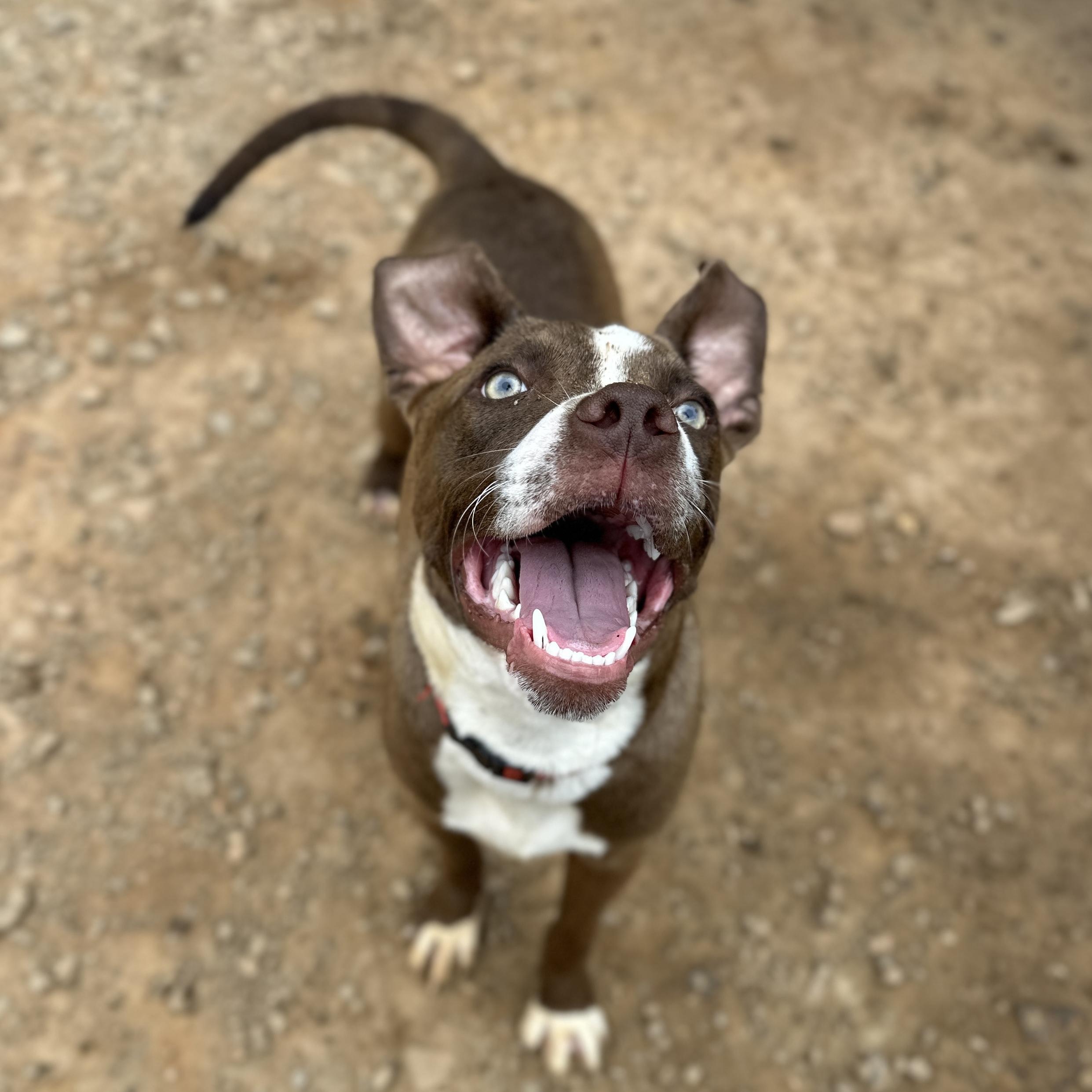 Enlarge Jimmy, a Adoptable mixed breed in Columbia, SC image 3/6