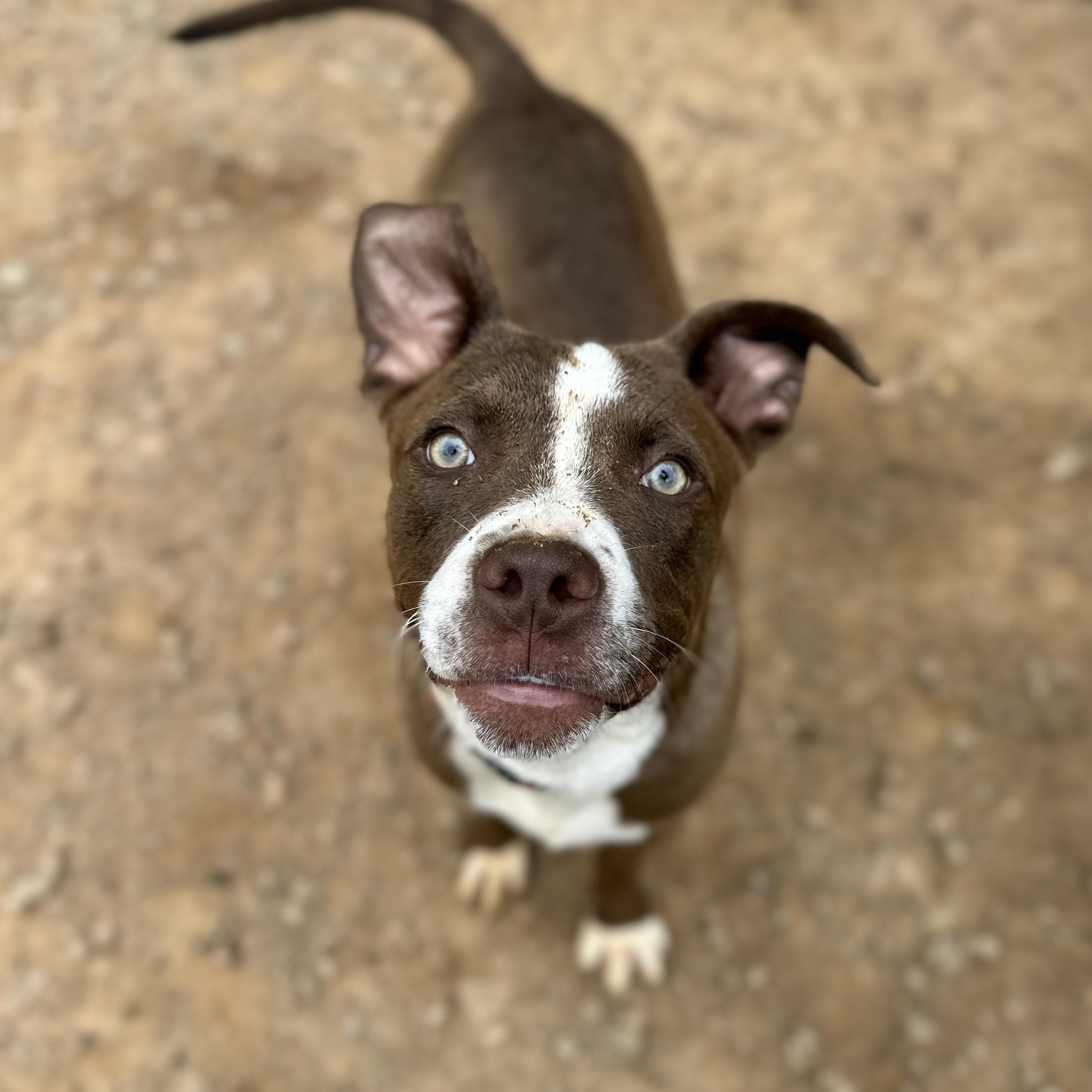 Enlarge Jimmy, a Adoptable mixed breed in Columbia, SC image 1/6