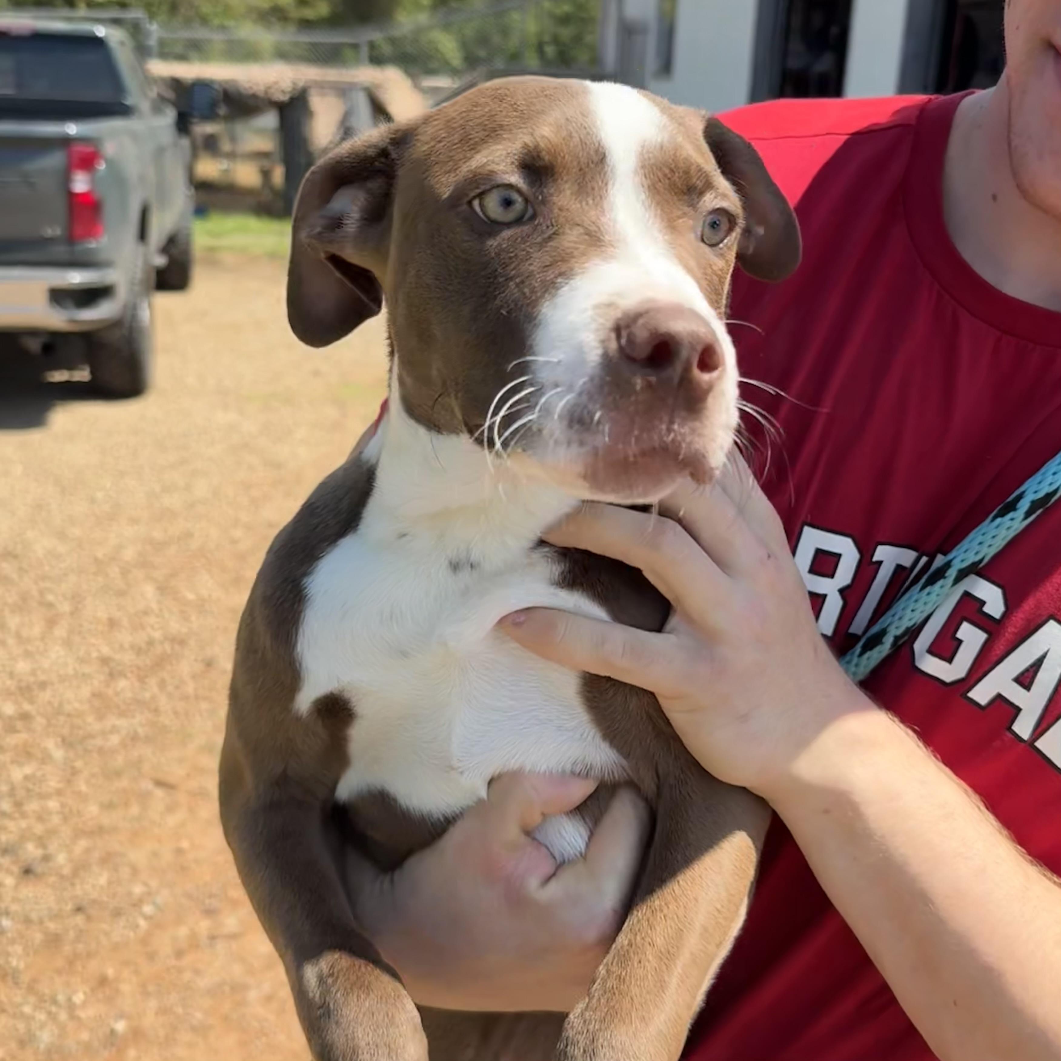 Enlarge Jimmy, a Adoptable mixed breed in Columbia, SC image 5/6