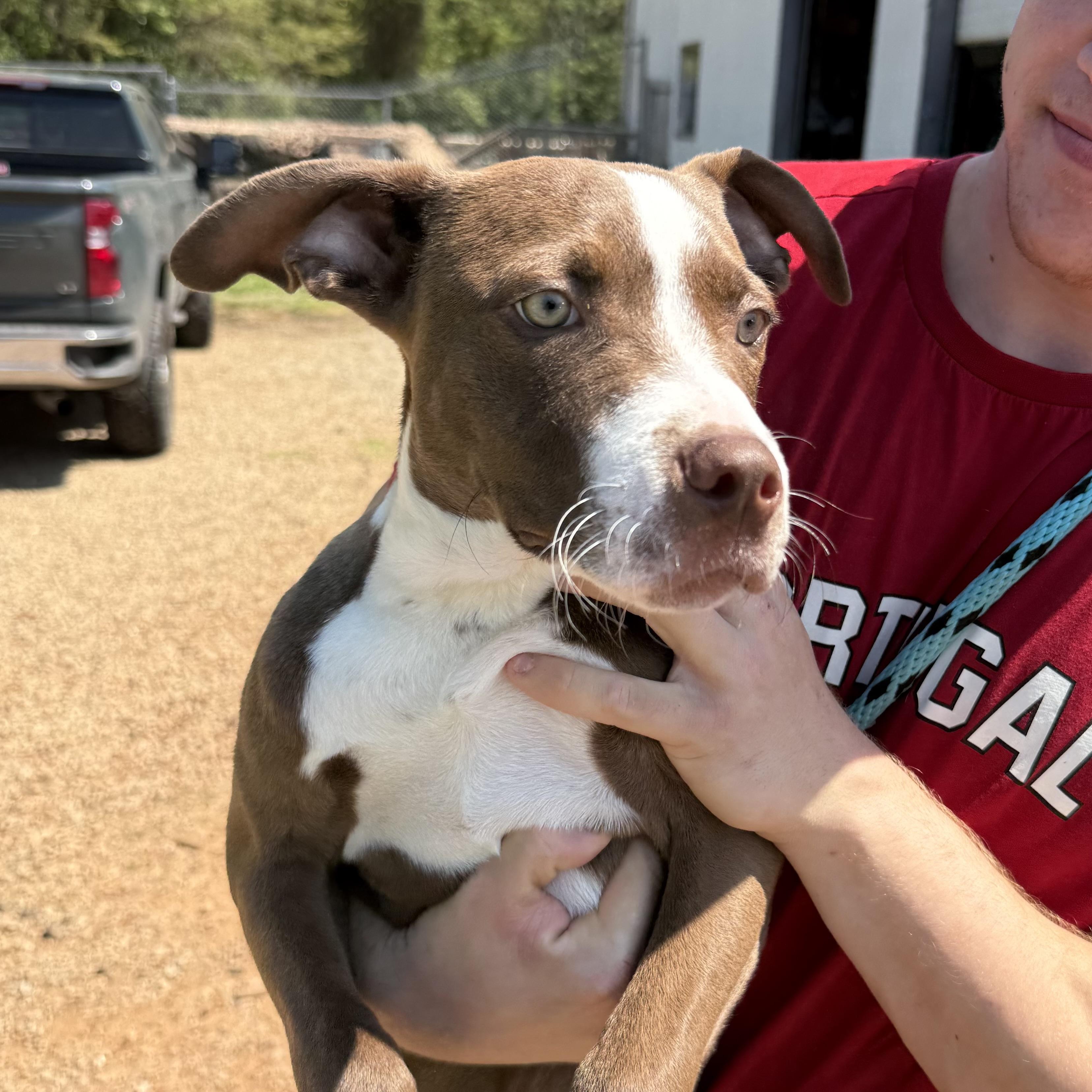 Enlarge Jimmy, a Adoptable mixed breed in Columbia, SC image 4/6