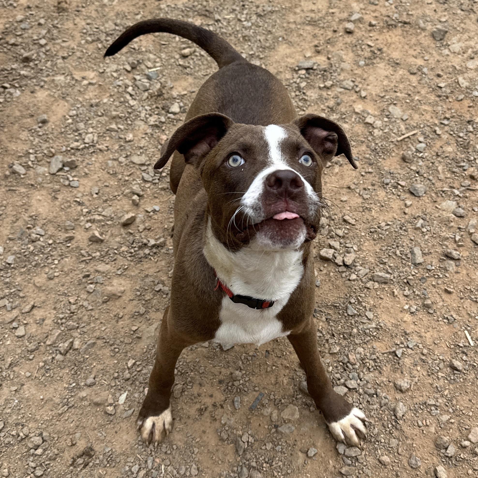 Enlarge Jimmy, a Adoptable mixed breed in Columbia, SC image 2/6